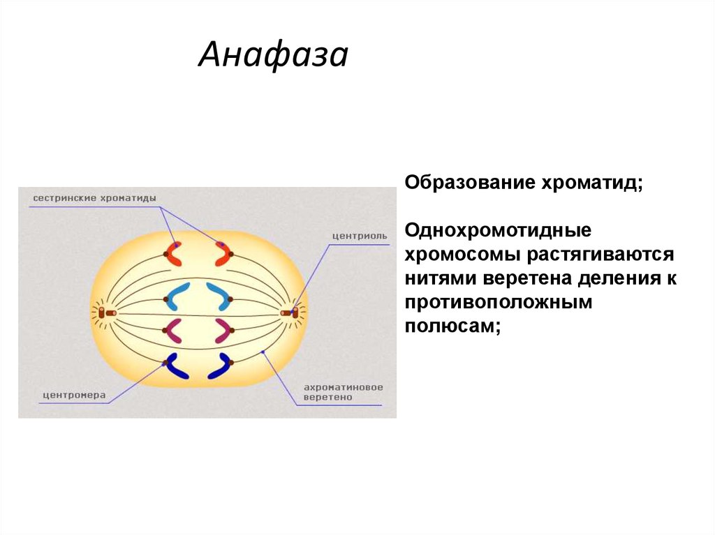 Деление клетки образование веретена деления. Хроматиды в анафазе митоза. Митотического веретена анафаза. Деление клетки анафаза. Анафаза биология 9.