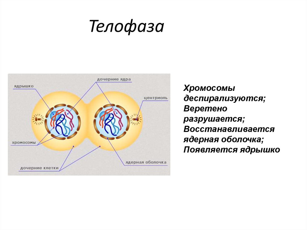 Образуются дочерние клетки. Ядра дочерних клеток в телофазе. Телофаза митоза. Деление клетки телофаза. Телофаза митоза кратко.