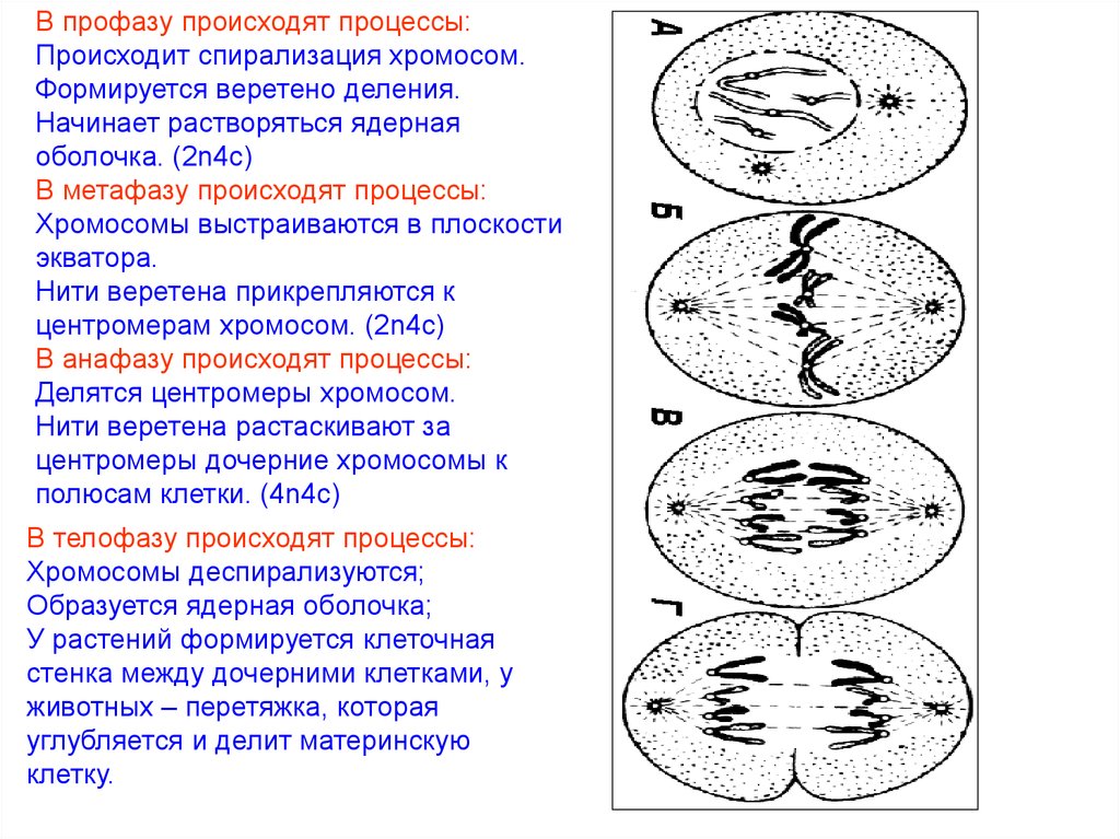 Митоз клетки 9 класс