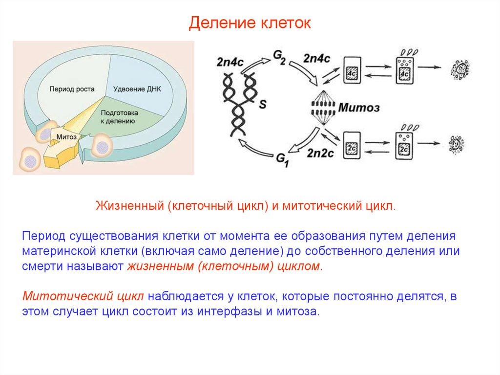 В какой период клеточного цикла удваивается днк. Период существования клетки от момента ее образования. Клеточный цикл. Микоплазма в митозе. Митотический цикл.
