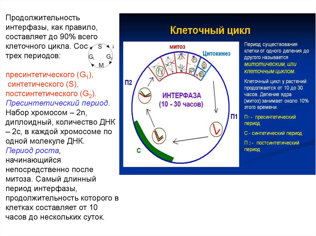 3 этапа интерфазы. Синтетический период интерфазы набор хромосом. Интерфаза пресинтетический синтетический постсинтетический. Синтетический период интерфазы набор. Фазы клеточного цикла митоза.