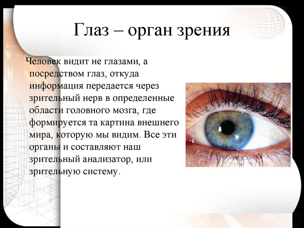 Орган чувств зрение доклад. Глаза орган зрения. Доклад про глаза.