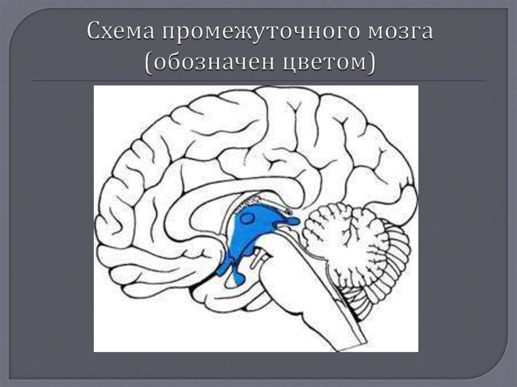 Что означает мозги. Схема строения промежуточного мозга. Промежуточный мозг схема. Промежуточный мозг схема анатомия. Структуры промежуточного мозга схема.