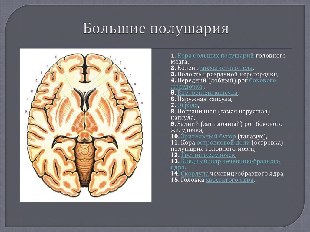 Характеристика полушарий мозга. Внутреннее строение полушарий головного мозга. Прозрачная перегородка головного мозга функции. Полость прозрачной перегородки. Большие полушария головного внутренняя капсула.