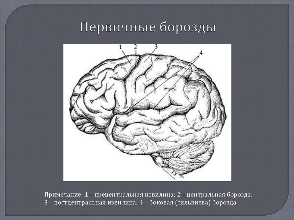 Борозды и извилины коры