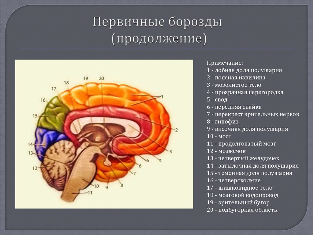 Медиальная поверхность мозга. Полушария головного мозга борозды и извилины медиальная поверхность. Медиальная поверхность мозга анатомия. Медиальная поверхность полушарий мозга. Поясная извилина головного мозга.