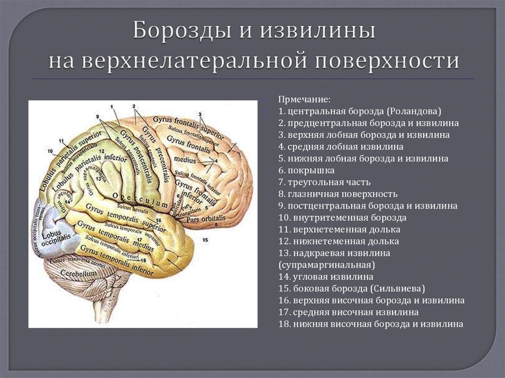 Центральная борозда расположена