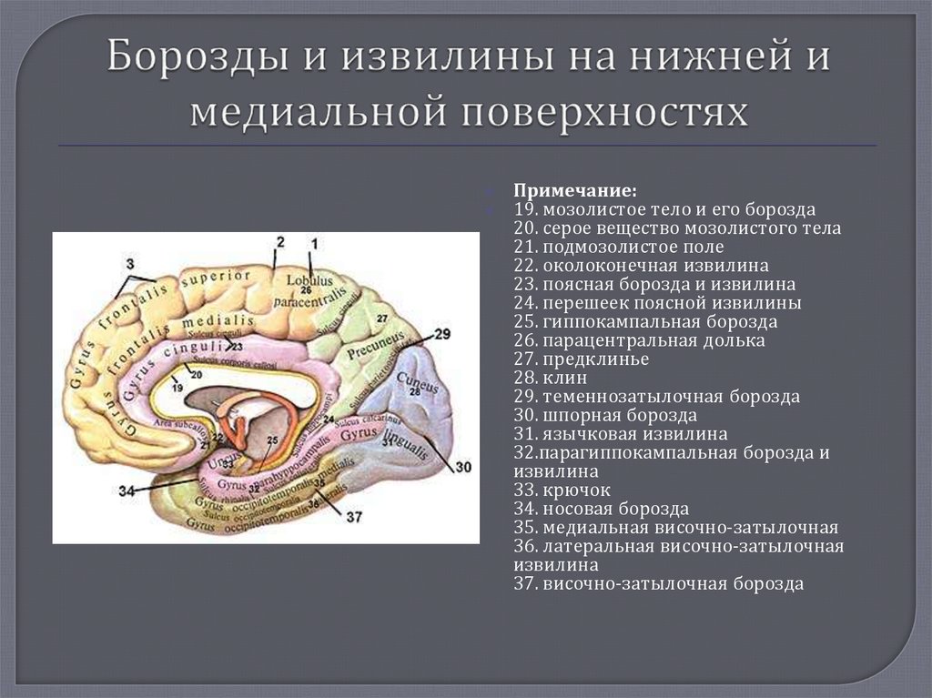 Поверхность головного мозга имеет. Сводчатая извилина анатомия. Борозды и извилины медиальной поверхности. Медиальная поверхность головного мозга борозды. Борозды и извилины большого мозга медиальная поверхность.