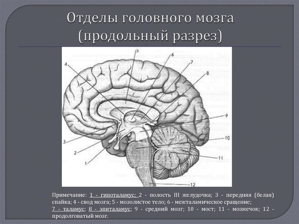 Передний головной мозг. Продольный разрез головного мозга схема. Мозолистое тело и свод мозга. Свод мозга анатомия. Мозолистое тело свод передняя спайка.