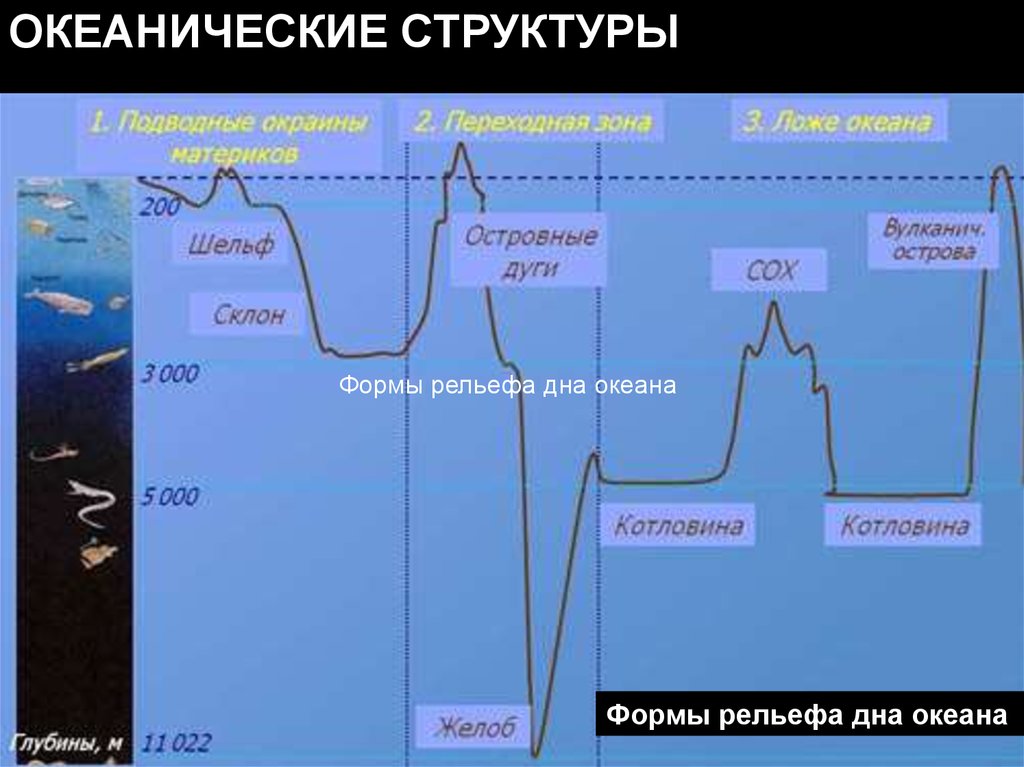 Формы рельефа дна. Формы рельефа дна океана. Строение дна мирового океана. Строение дна океана схема. Структуры океанической.