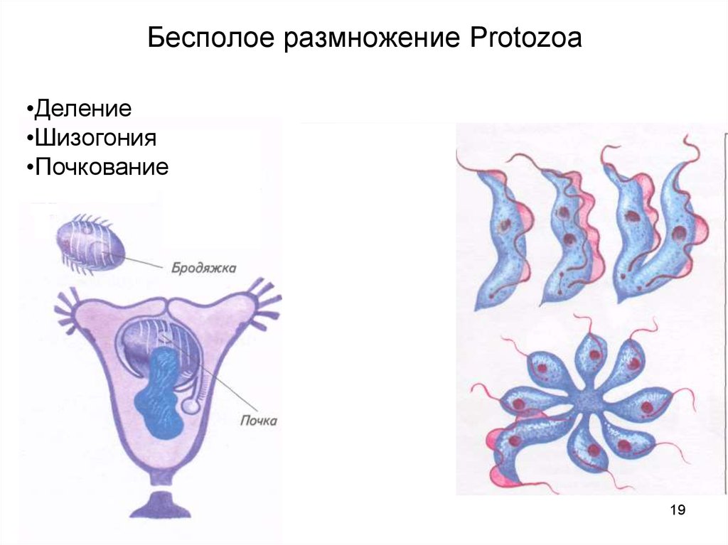 Бесполое размножение это. Трипаносома размножение. Бесполое размножение протозоа. Трипаносом бесполое размножение. Простое деление бесполое размножение.