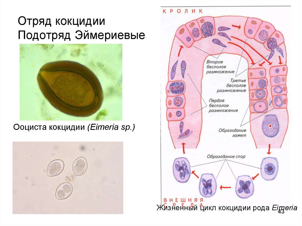 Жизненный цикл кокцидии схема