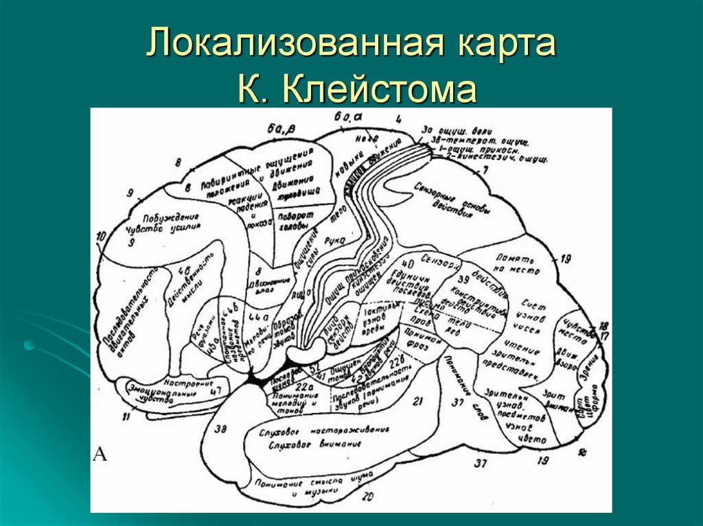 Карта мозгов