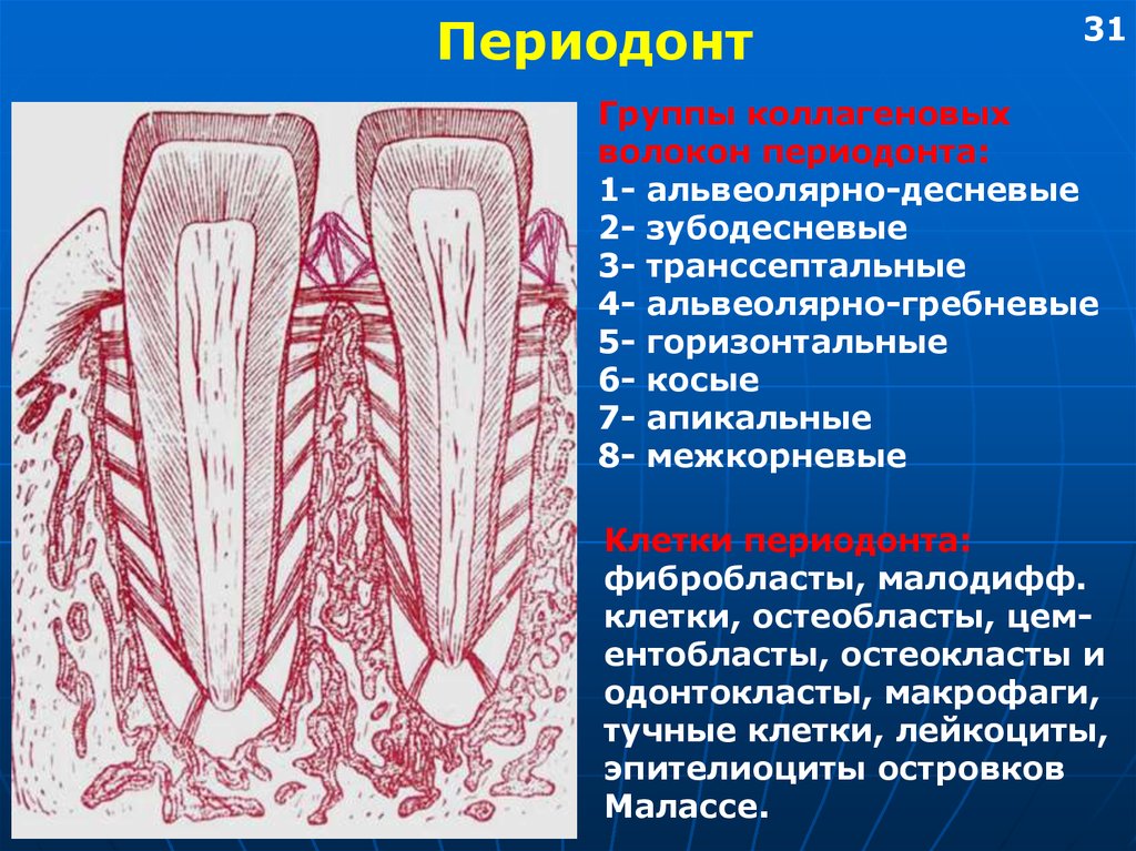 Альвеолярная десна. Волокна периодонта зуба. Волокна соединительной ткани период. Периодонт зуба гистология. Волокна периодонта гистология.