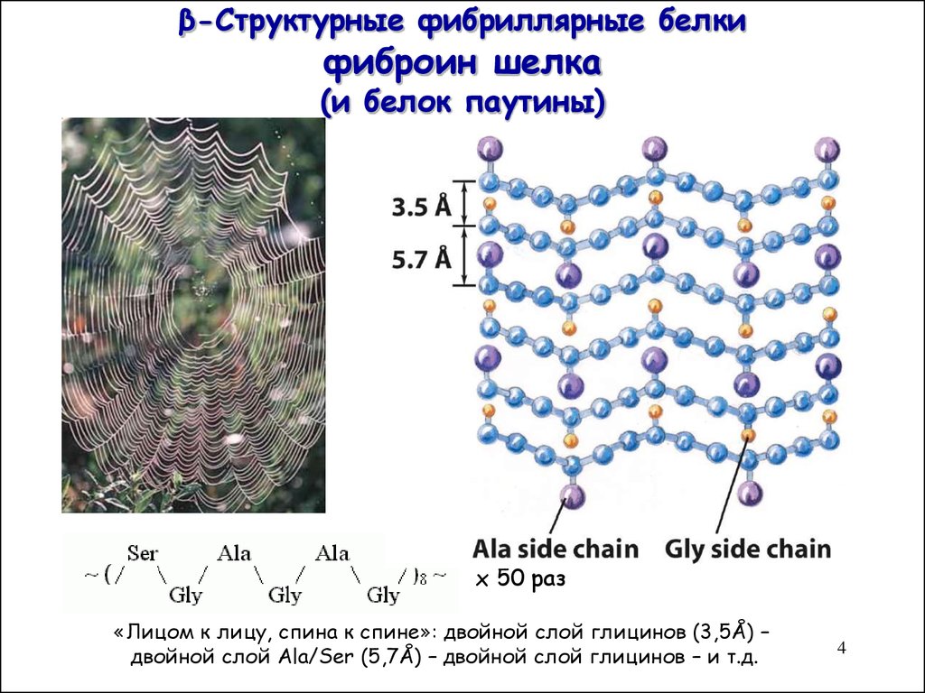 Шелк белок. Фиброин шелка структура. Фиброин шелка структура белка. Фиброин строение. Фиброин паутины.