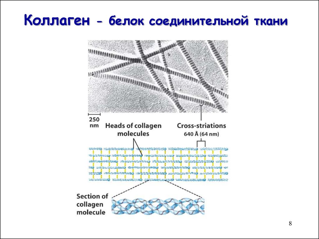 Белки коллагена. Коллаген основной белок соединительной ткани. Фибриллярные белки эластин и коллаген структура. Волокна соединительной ткани содержащие белок коллаген. Структурные фибриллярные белки соединительной ткани:.