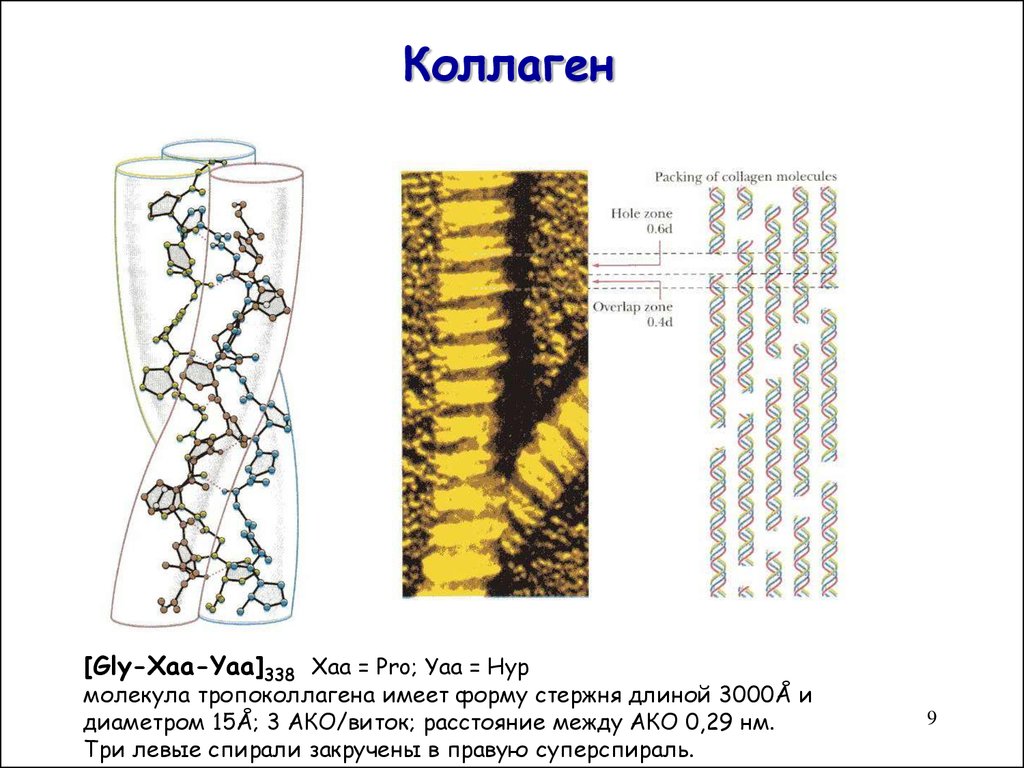 Белки коллагена. Фибриллярные белки эластин и коллаген структура. Фибриллярный белок соединительной ткани. Коллаген фибриллярный белок молекула. Коллаген формула белка.