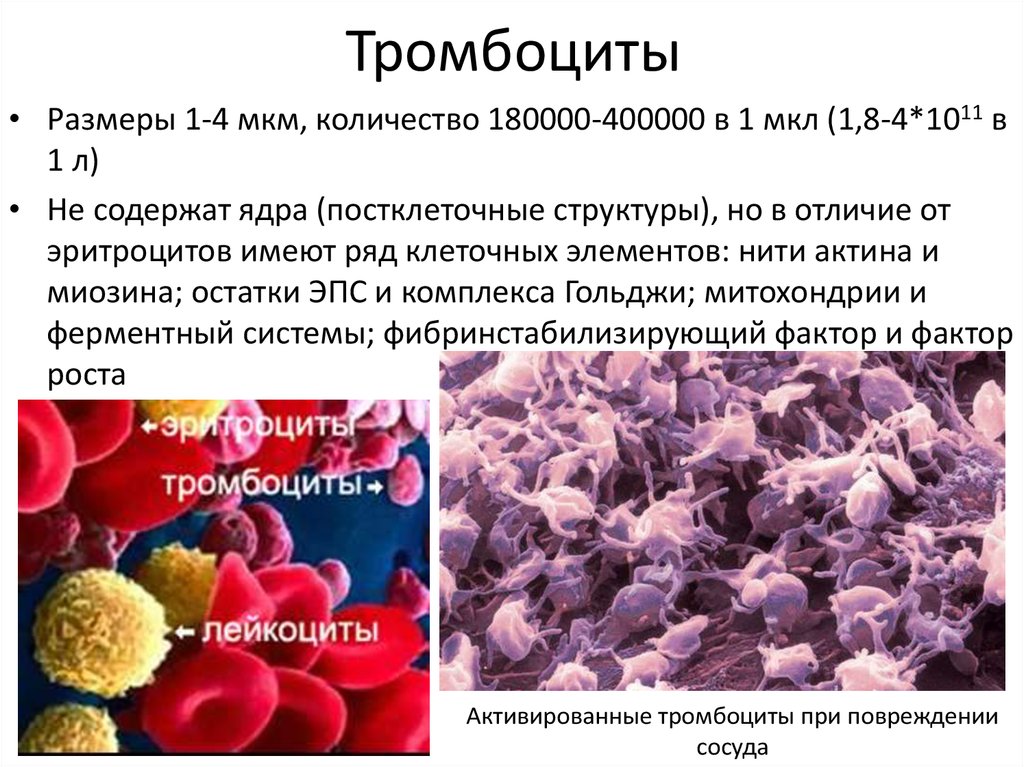 Фермент тромбоцитов