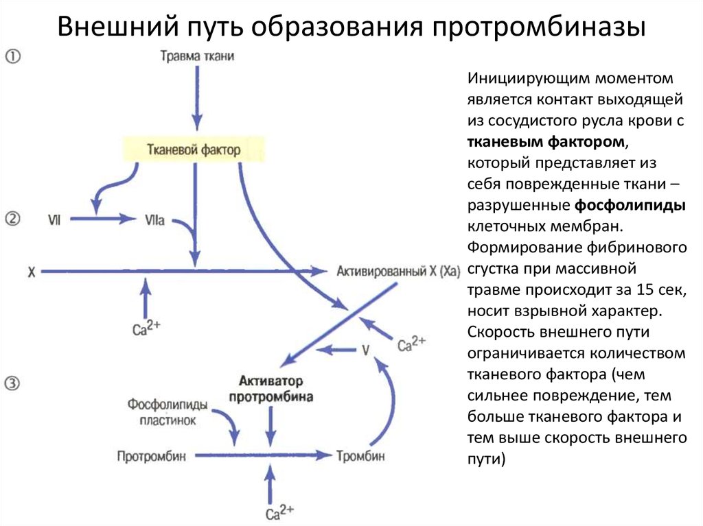 Протромбин это