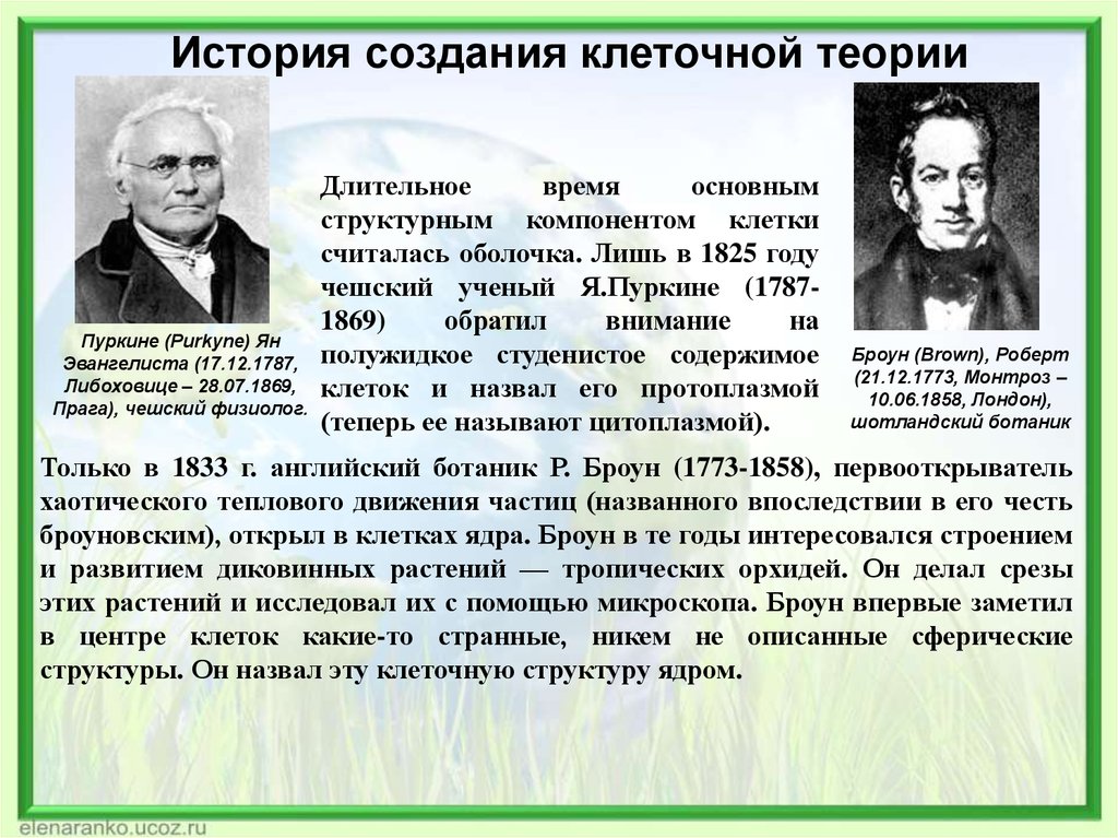 Развитие клеточной теории. История открытий в цитологии. История развития клетки. История открытия клеточной теории. Ученые открывшие клеточную теорию.