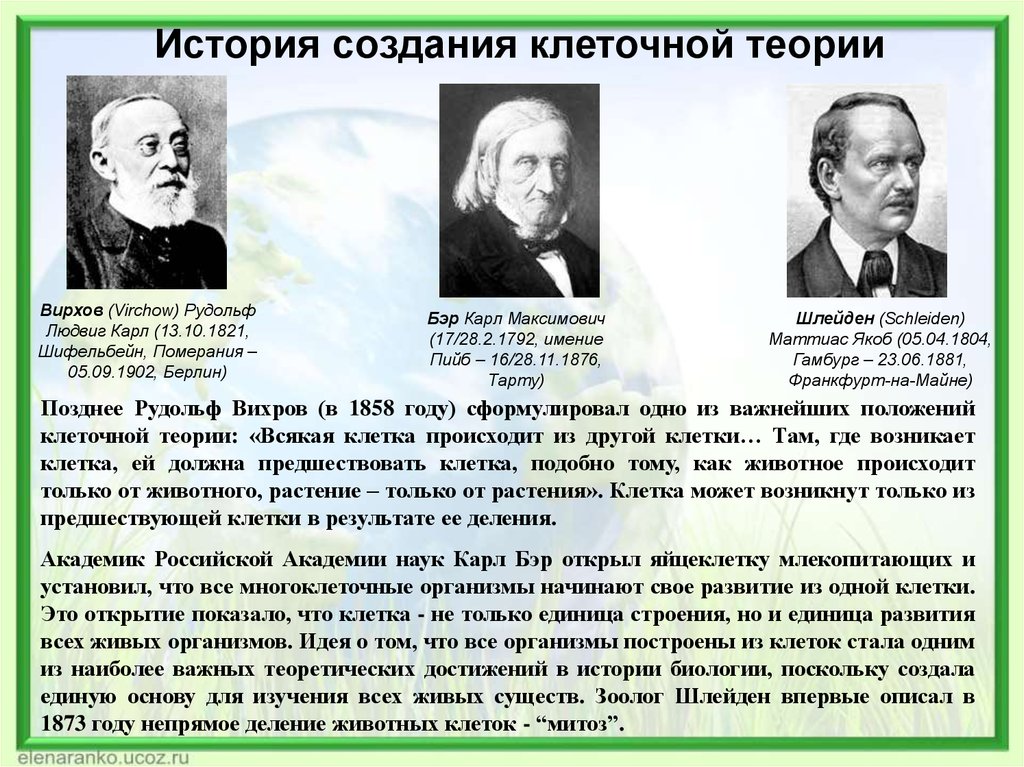 Клеточная теория наука. История открытия клеточной теории. Формирование клеточной теории. Создание и основные положения клеточной теории.