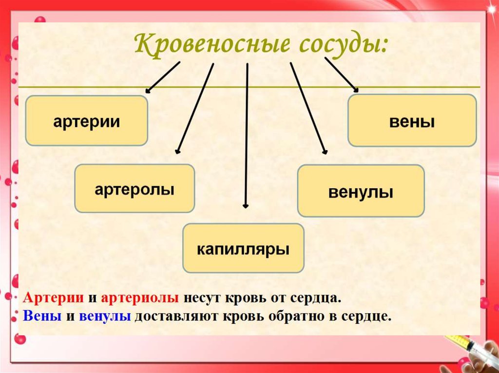 Внутренняя среда организма кровообращение тест