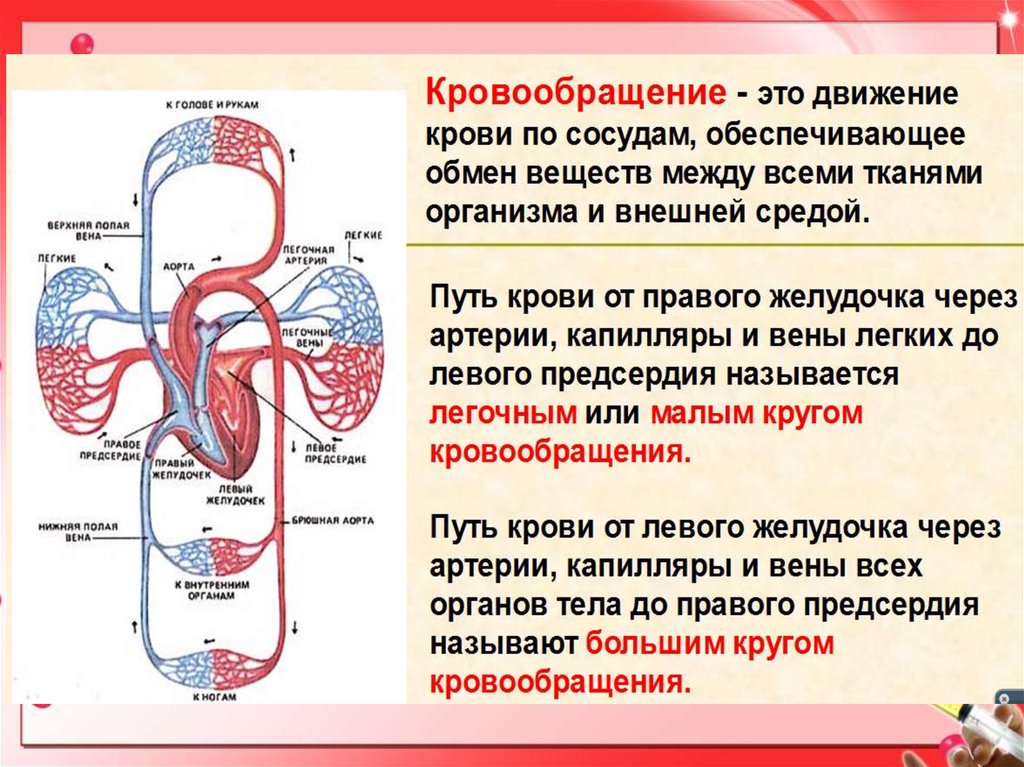 Какую функцию выполняет артерия в процессе кровообращения. Строение большого круга кровообращения человека. Биология 8 кл. Большой и малый круги кровообращения. Кровообращение человека схема движение крови. Малый и большой круг кровообращения человека схема ЕГЭ.