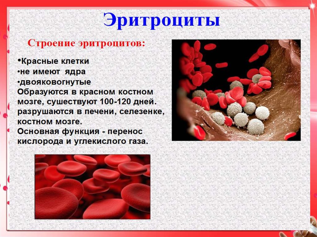 Презентация на тему кровь. Тема лекции "кровь". Какие кровяные клетки имеют ядро. Контрольная работа кровь кровообращение