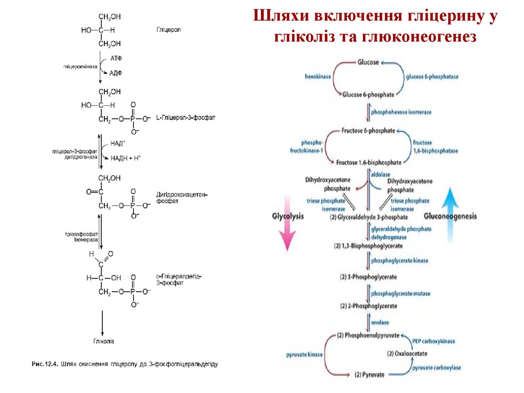 Протекание гликолиза кольцевые. Схема глюконеогенеза биохимия. Глюконеогенез из лактата. Схема глюконеогенеза из молочной кислоты. Синтез Глюкозы - глюконеогенез.