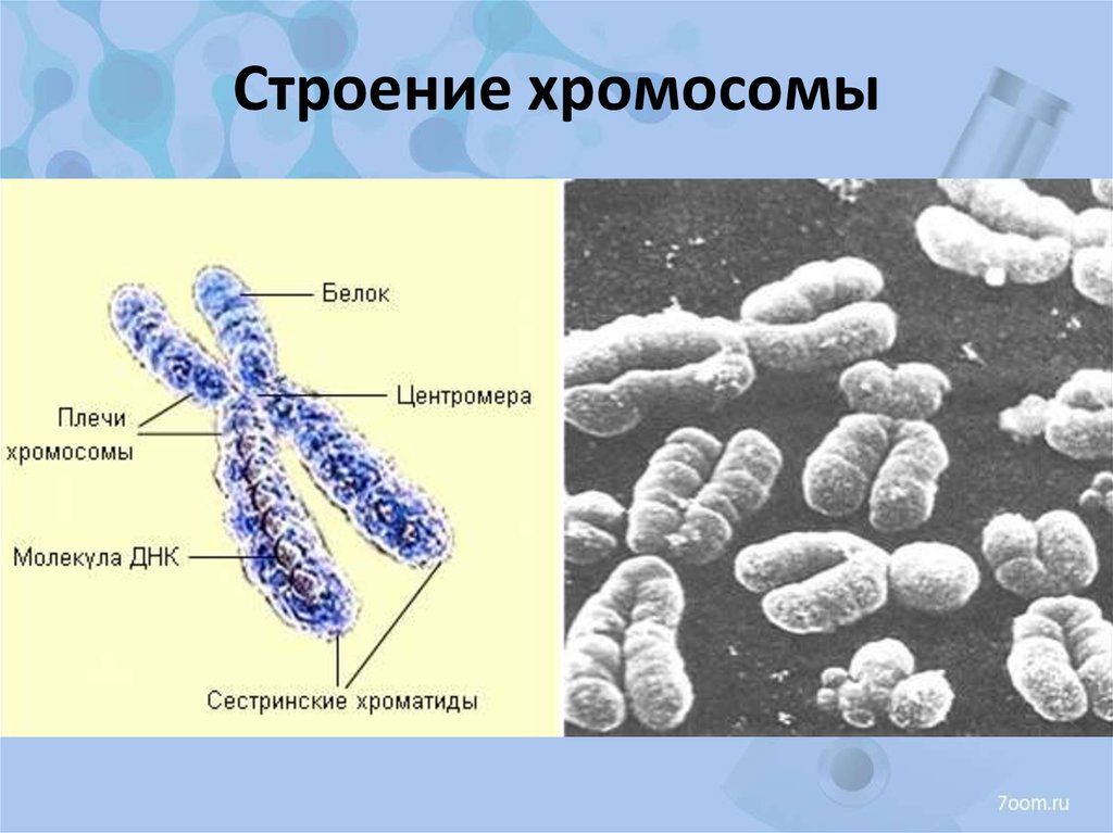 Строение хромосомы человека рисунок