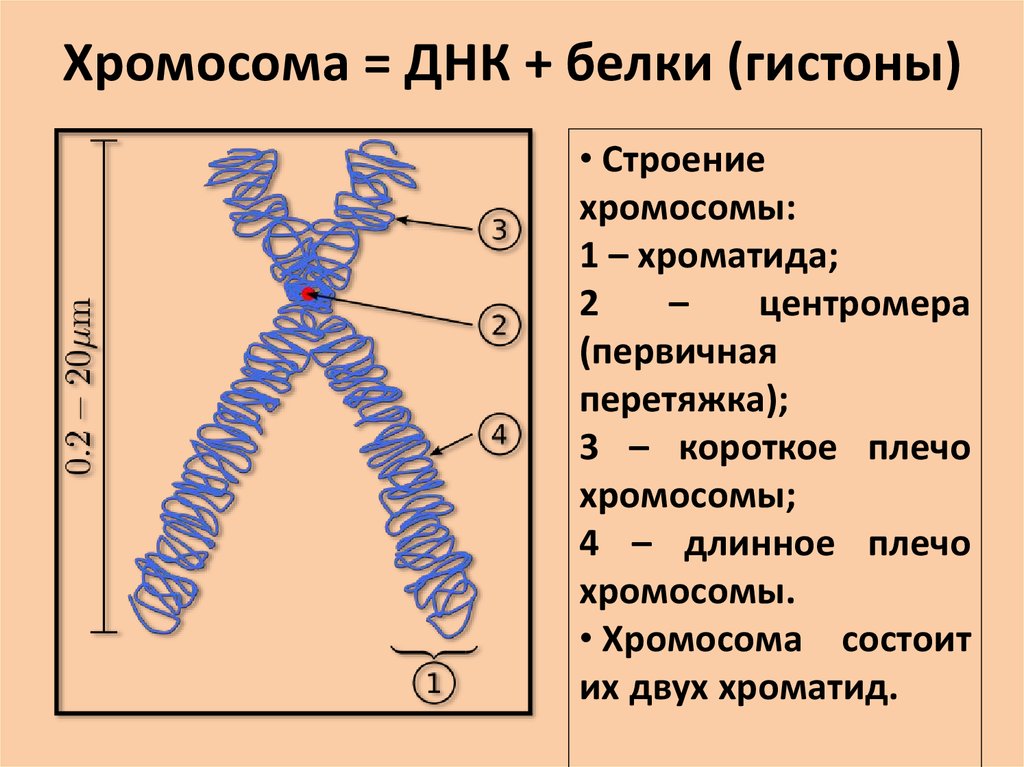 Днк входящая в состав хромосом
