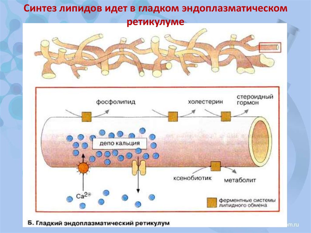 Клетки синтезирующие липиды