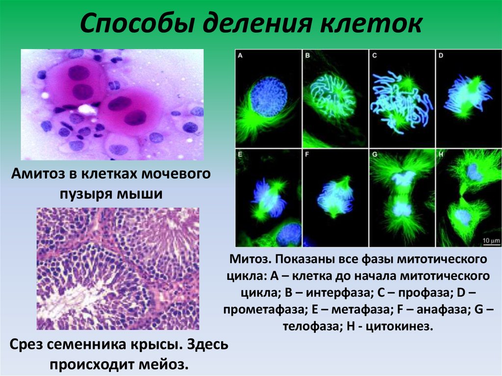 Деление центральной клетки. Амитоз в клетках мочевого пузыря. Способы деленияулеток. Митотическое деление эпителиальных клеток. Способы деления клетки.