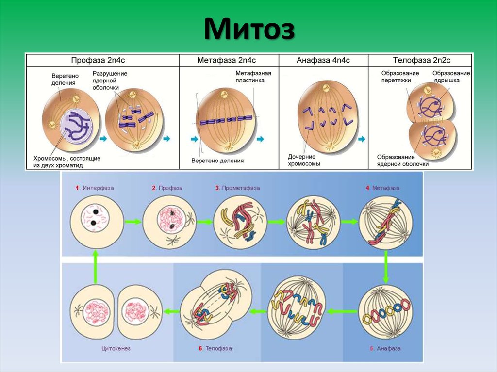 Процесс деление клетки объект. Фазы мейоза интерфаза 1. Деление эукариотической клетки митоз. 4 Стадии митоза. Деление митоз и мейоз с интерфазой.