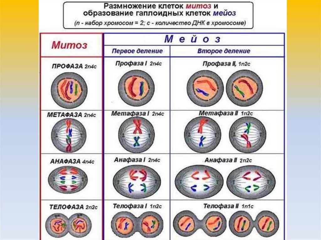 В гаплоидных клетках человека 23. Размножение клеток митоз схема. Таблица по биологии 10 класс фазы митоза. Таблица по биологии стадия митоз мейоз. Фазы деления клетки таблица мейоз.