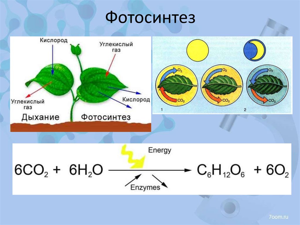 Кислорода 7. Схема фотосинтеза у растений. Схема отражающая процесс фотосинтеза. Молекулярная схема фотосинтеза. Процесс фотосинтеза у растений формула.