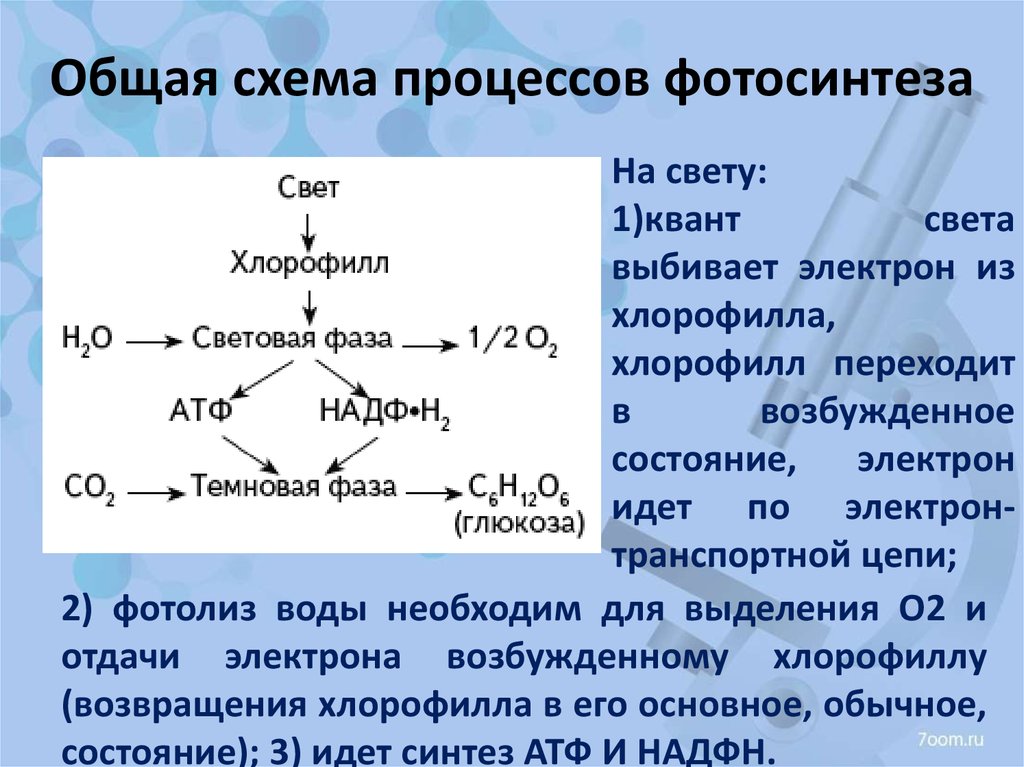 Синтез хлорофилла. Схема процесса фотодыхания. Выберите верную схему процесса фотосинтеза. Какими фазами характеризуется процесс фотосинтеза. Возбуждение хлорофилла квантами света.
