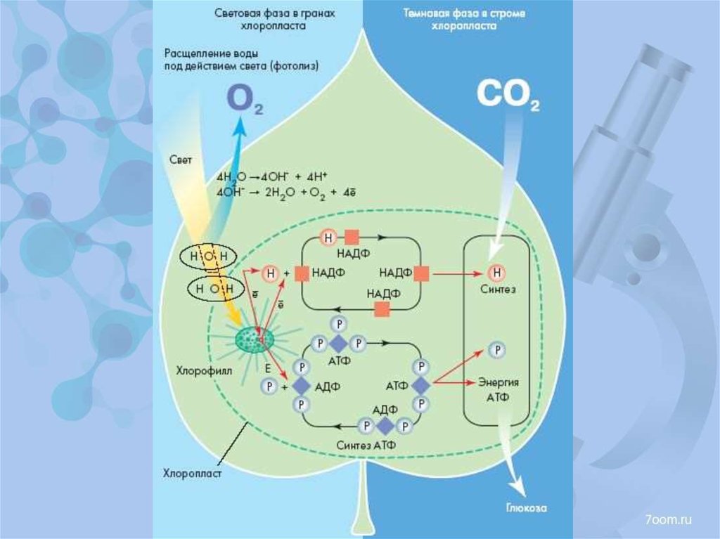 Синтез атф в хлоропластах. Световая фаза фотосинтеза схема. Световая фаза и темновая фаза схема. Схема фотосинтеза световая и темновая. Фотосинтез световая фаза и темновая фаза схема.