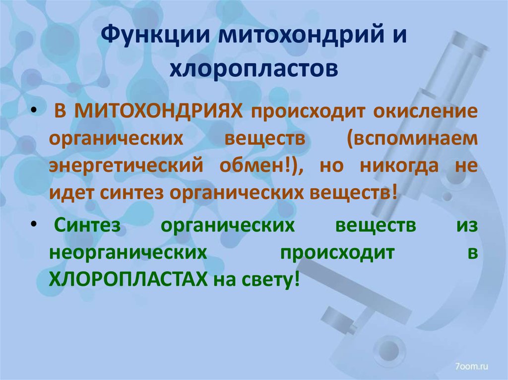 Синтез веществ происходит в. Функции митохондрий и хлоропластов. Митохондрии функции. Сравнение функций митохондрий и хлоропластов. Сходство в строении митохондрий и хлоропластов.