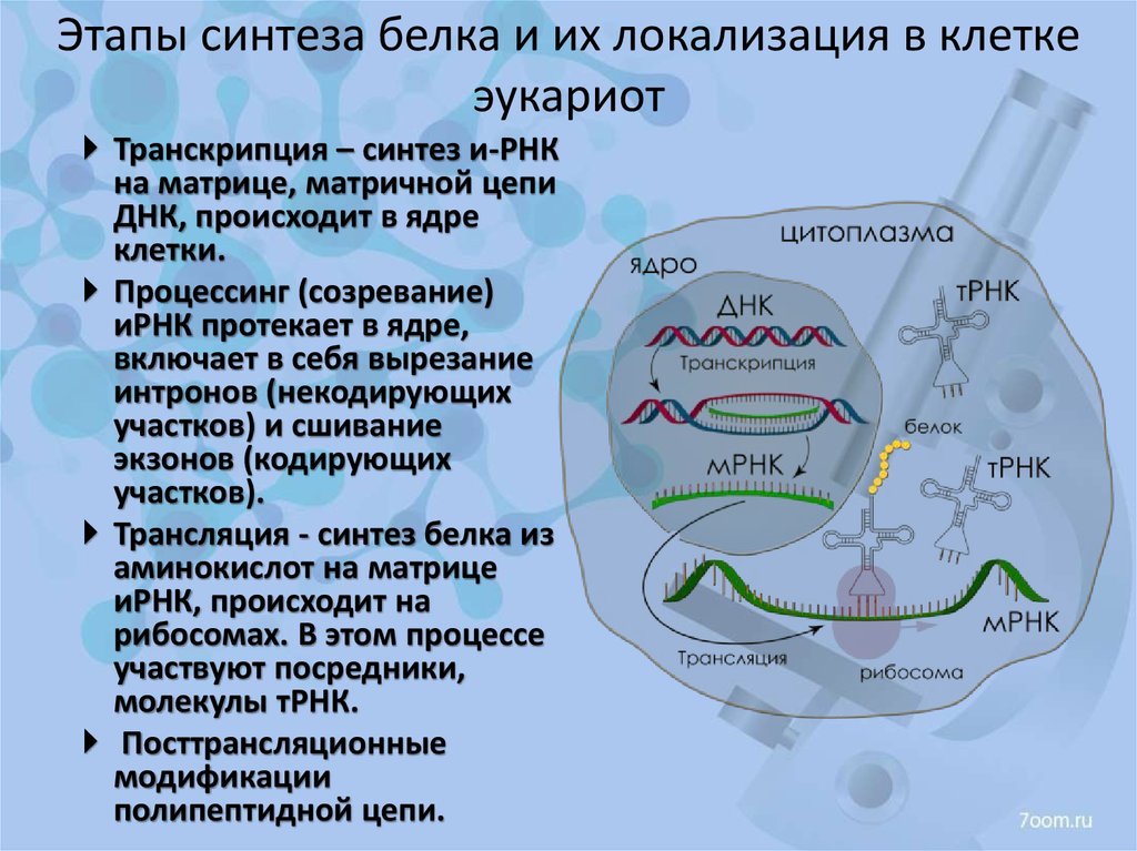Днк участвует в биосинтезе рнк. Локализация основных этапов биосинтеза белка эукариотической клетки. Последовательность этапов белков синтеза. Этапы биосинтеза белка у эукариот.