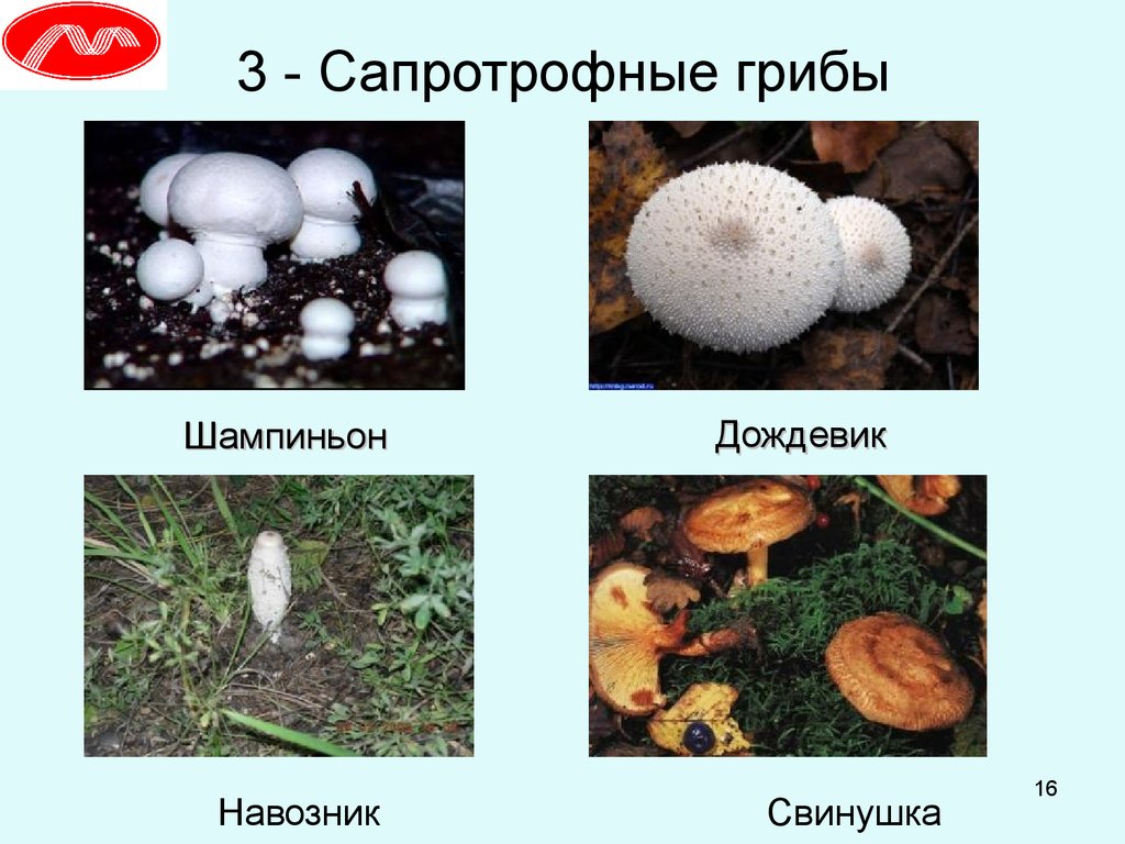 Какие грибы являются сапротрофами