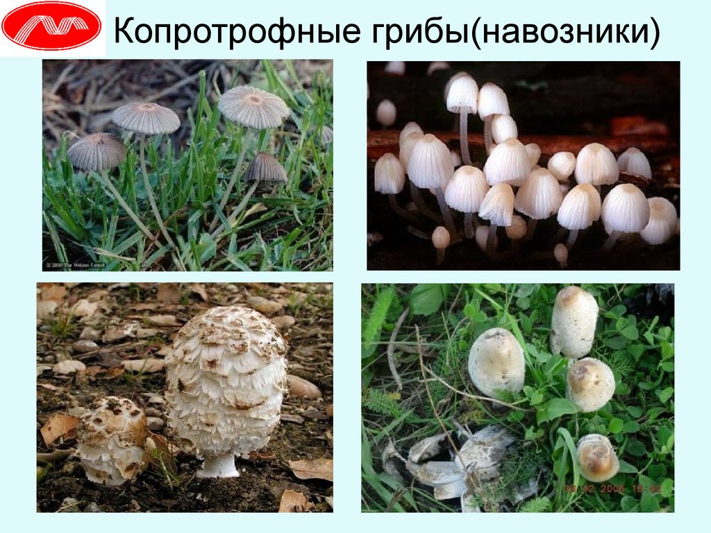 Как называется данная группа грибов. Гриб навозник. Экологические группы грибов. Экологические группы грибов с примерами. Экологическая группа опят.