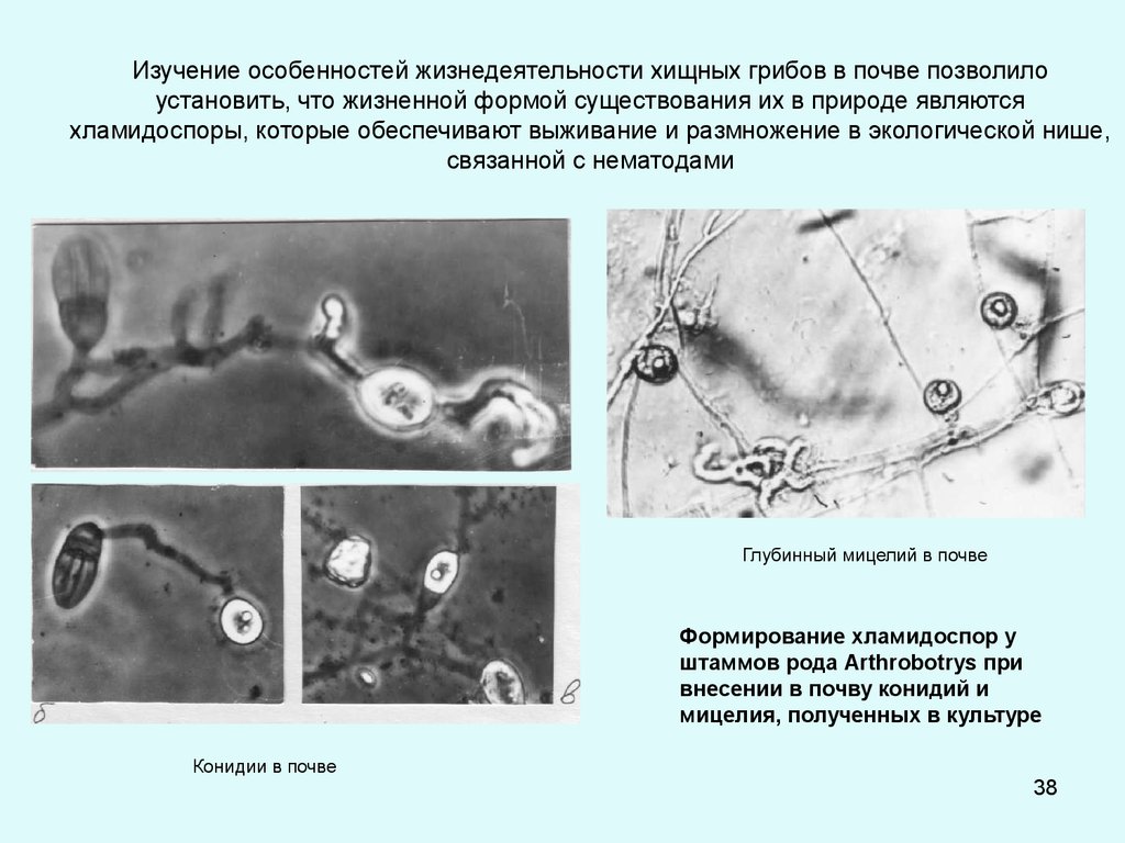 Жизнедеятельность хищных. Arthrobotrys oligospora. Хищные грибы. Гриб Arthrobotrys oligospora. Хищные грибы нематода.