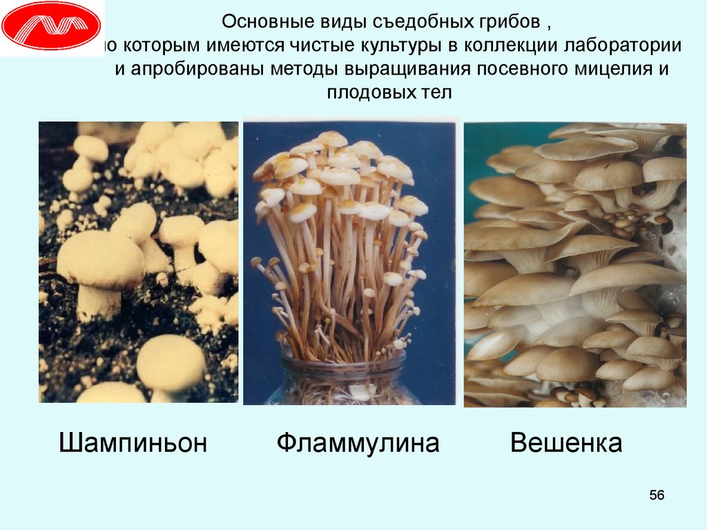 Культивируемые грибы и условия выращивания. Характеристика искусственно выращиваемых съедобных грибов. Чистая культура грибов. 5 Видов съедобных грибов. Искусственно выращенные съедобные грибы.