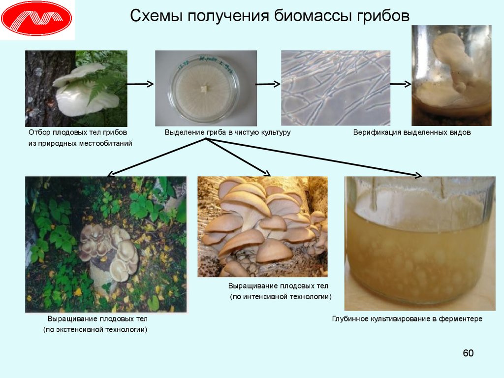 Культивируемые грибы и условия выращивания. Культивирование грибов. Способы культивирования грибов. Грибы в биотехнологии. Выделение у грибов.