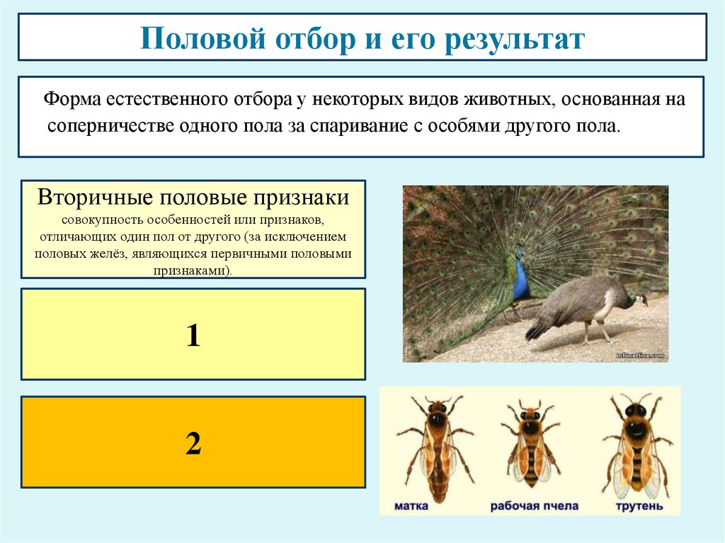 Естественный отбор биология презентация