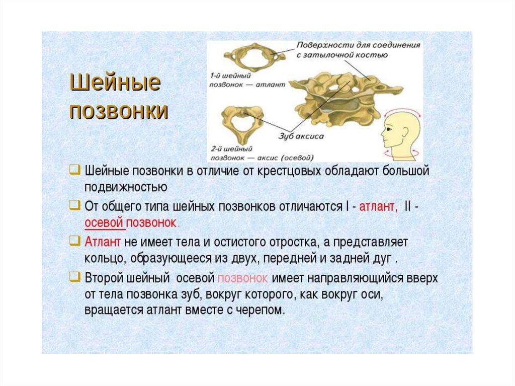 Соединения между затылочной костью