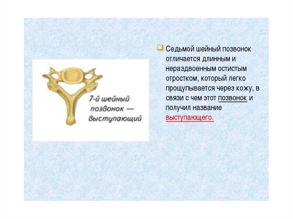 Отростки шейных позвонков. Шейные позвонки 7 шейный позвонок. Строение 7 шейного позвонка человека. Седьмой шейный выступающий позвонок. Седьмой шейныпозвоной.