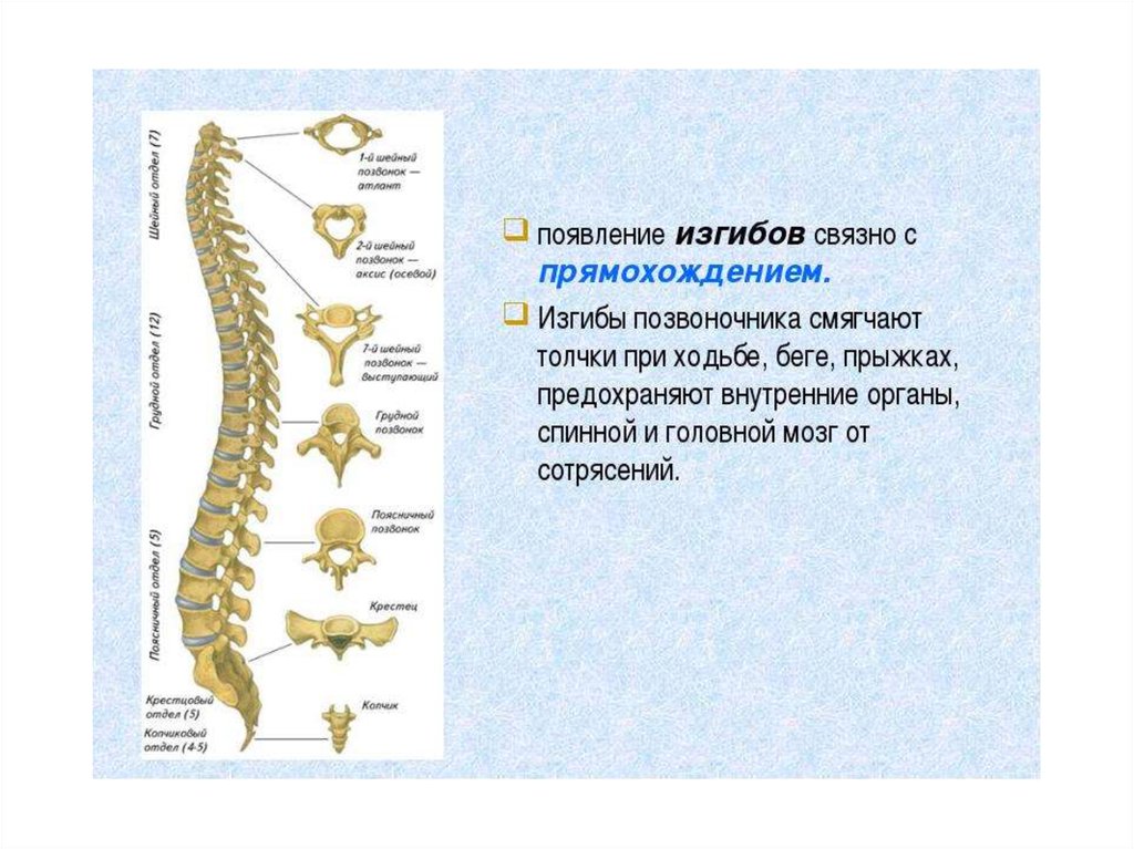 Особенности позвоночника человека связанные с прямохождением