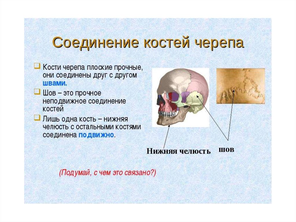 Подвижное соединение в черепе. Виды соединения костей черепа человека. Соединение костей мозгового отдела черепа. Подвижные соединения костей черепа. Соединение костей лицевого отдела черепа.